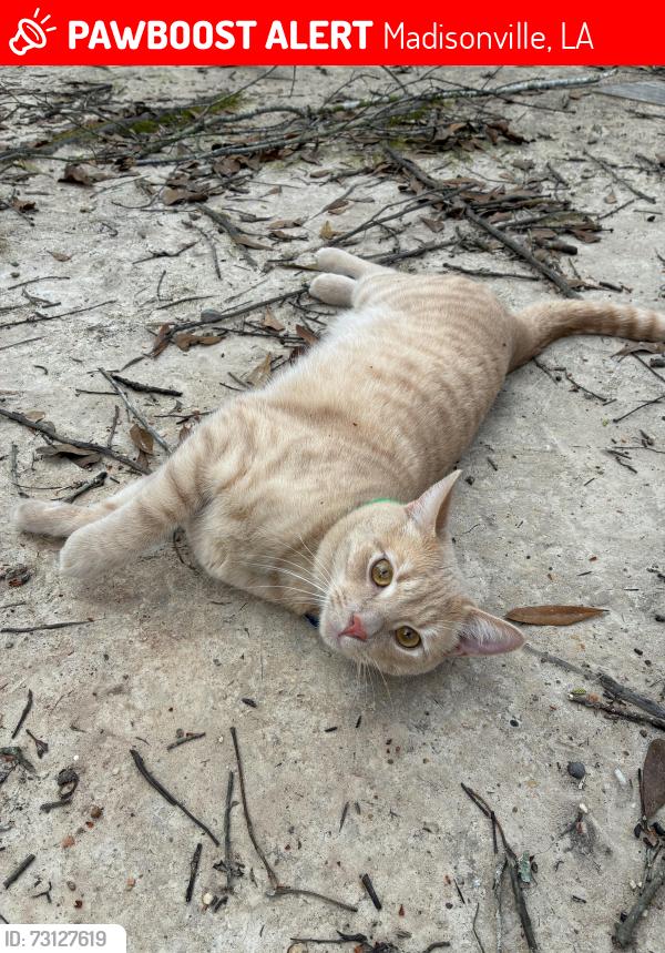 Lost Male Cat last seen Rex and Brewster, Madisonville, LA 70447