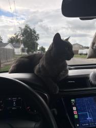 Found/Stray Male Cat last seen Bosse highschool, Evansville, IN 47710