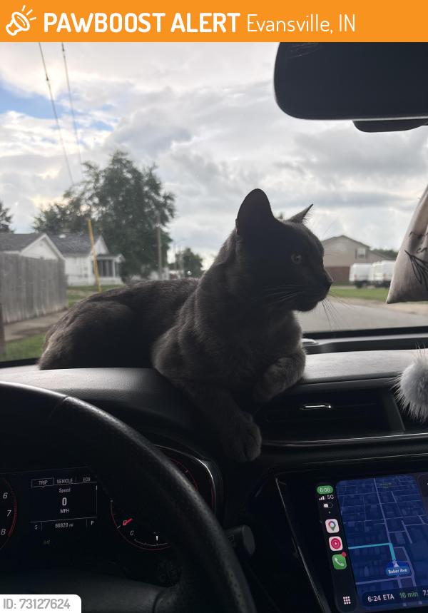 Found/Stray Male Cat last seen Bosse highschool, Evansville, IN 47710