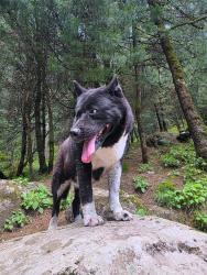 Lost Female Dog last seen Tecolote, Ciudad de México, CDMX 01820