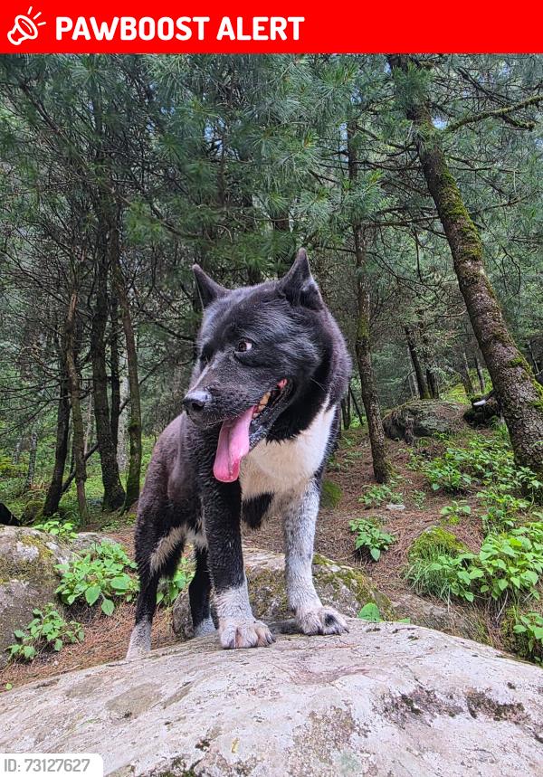 Lost Female Dog last seen Tecolote, Ciudad de México, CDMX 01820
