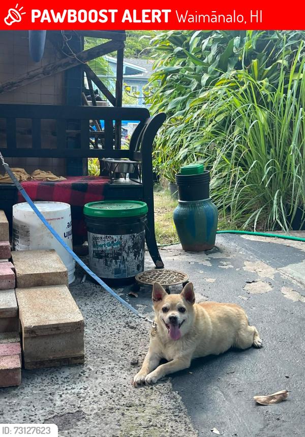 Lost Male Dog last seen Laundry mat Waimanalo, Waimānalo, HI 96795