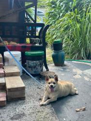 Lost Male Dog last seen Laundry mat Waimanalo, Waimānalo, HI 96795