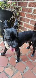 Reunited Male Dog last seen S Lee St and 6th, Gastonia, NC 28052