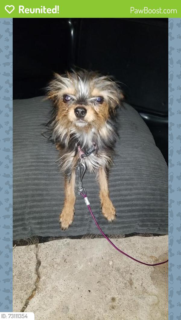 Reunited Female Dog last seen Martin Luther King Blvd, Houston, TX 77021
