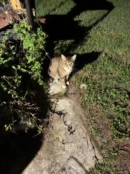 Lost Female Cat last seen Talbot st and Maureen st North Port, Fl, North Port, FL 34287