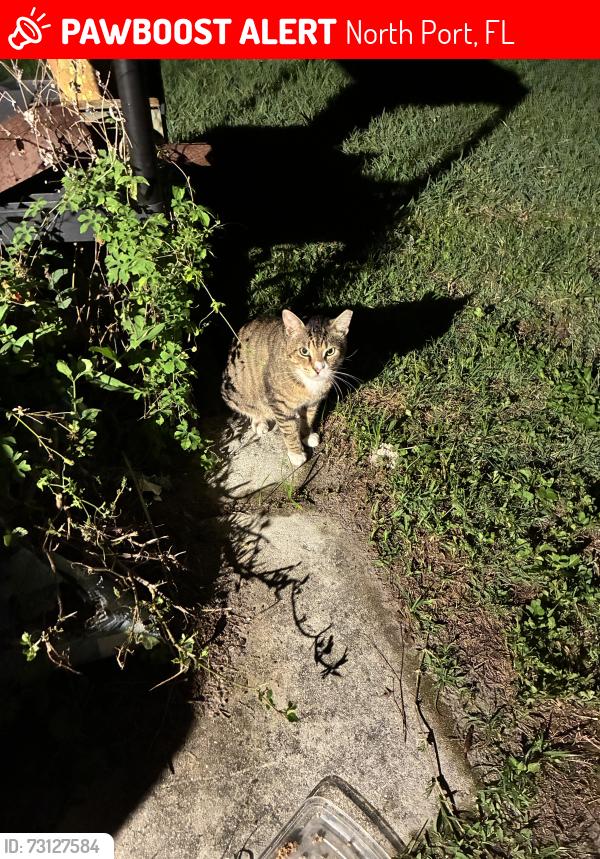 Lost Female Cat last seen Talbot st and Maureen st North Port, Fl, North Port, FL 34287
