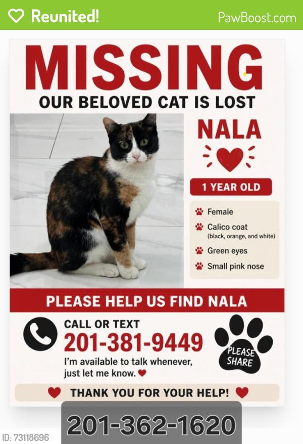 Reunited Female Cat last seen Near greglawn Drive Clifton, Clifton, NJ 07013