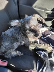 Found/Stray Female Dog last seen Aragon st, Perris, CA 92570