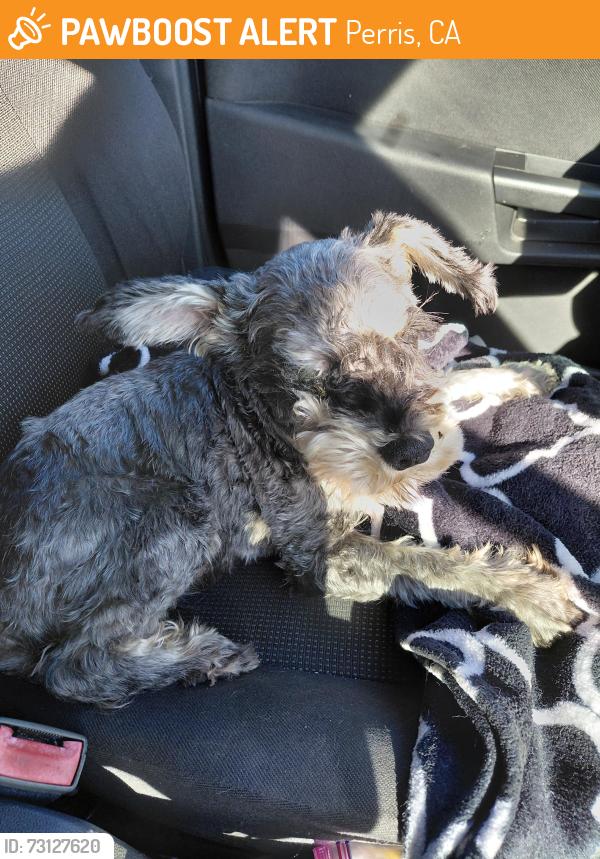 Found/Stray Female Dog last seen Aragon st, Perris, CA 92570