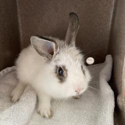 Shelter Stray Female Rabbit last seen , 361 S Raymond Ave, Pasadena, CA 91105, USA