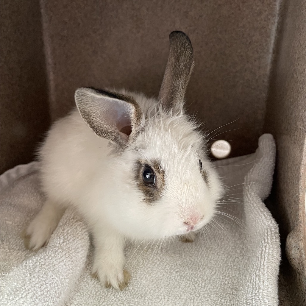 Shelter Stray Female Rabbit last seen , 361 S Raymond Ave, Pasadena, CA 91105, USA