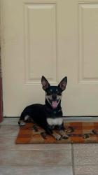 Reunited Male Dog last seen FORD, Stafford, TX 77477