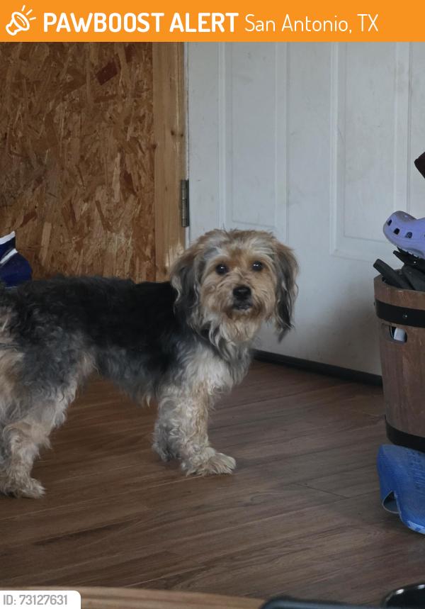 Found/Stray Male Dog last seen Hildebrant and casias rd. In S.E. san antonio, San Antonio, TX 78222