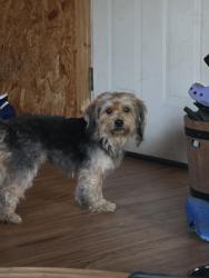 Found/Stray Male Dog last seen Hildebrant and casias rd. In S.E. san antonio, San Antonio, TX 78222