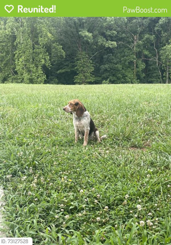 Reunited Female Dog last seen Wixtown rd, Westmoreland, TN 37186