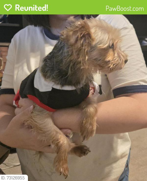Reunited Female Dog last seen Churchill, Flower Mound, TX 75028