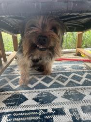 Reunited Male Dog last seen Hoke Loop, Fayetteville, NC 28314