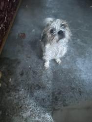 Reunited Male Dog last seen Brownswood, Charleston County, SC 29455