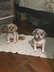 Reunited Female Dog last seen hmstd and Santfe, Edmond, OK 73012