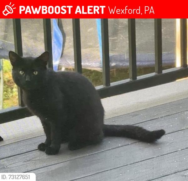 Lost Male Cat last seen Cole Road & Fountain Hills Drive, Wexford, PA 15090
