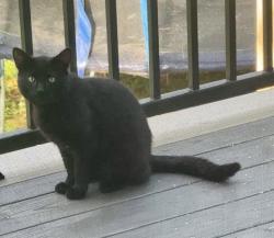 Lost Male Cat last seen Cole Road & Fountain Hills Drive, Wexford, PA 15090