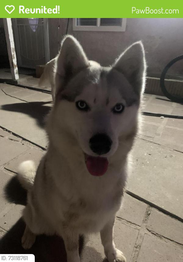 Reunited Male Dog last seen Home, Carson, CA 90745