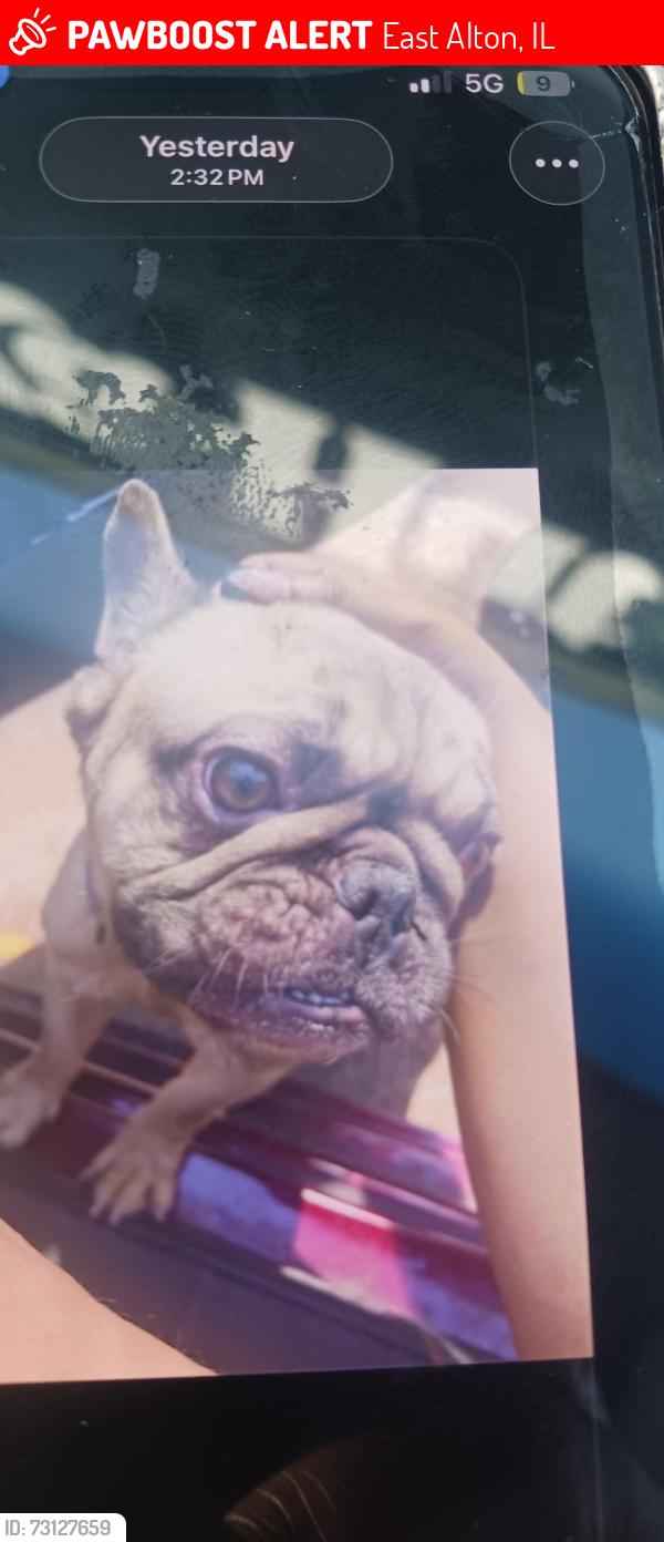 Lost Male Dog last seen Ninth east alton, East Alton, IL 62024