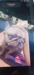 Lost Male Dog last seen Ninth east alton, East Alton, IL 62024