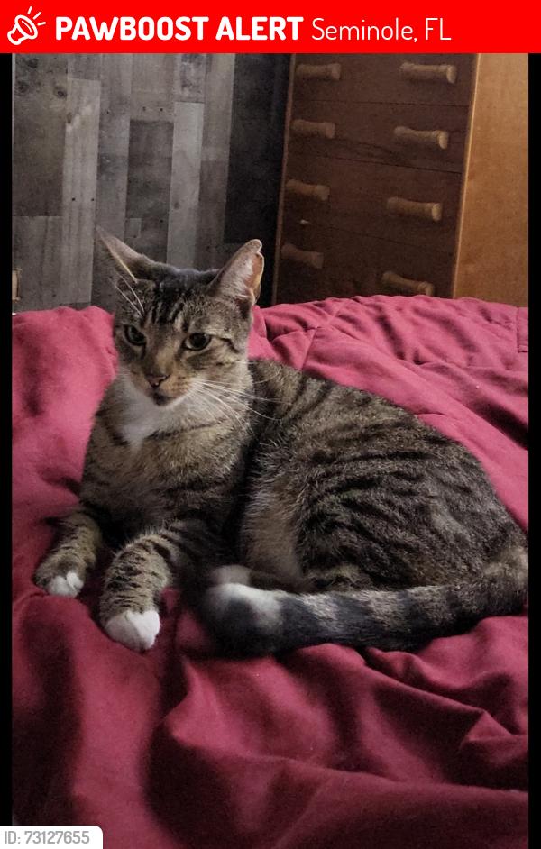 Lost Female Cat last seen 74th Ave and 125th st, Seminole, FL 33772