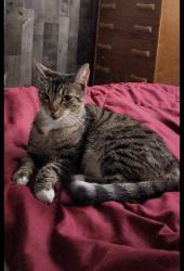 Lost Female Cat last seen 74th Ave and 125th st, Seminole, FL 33772