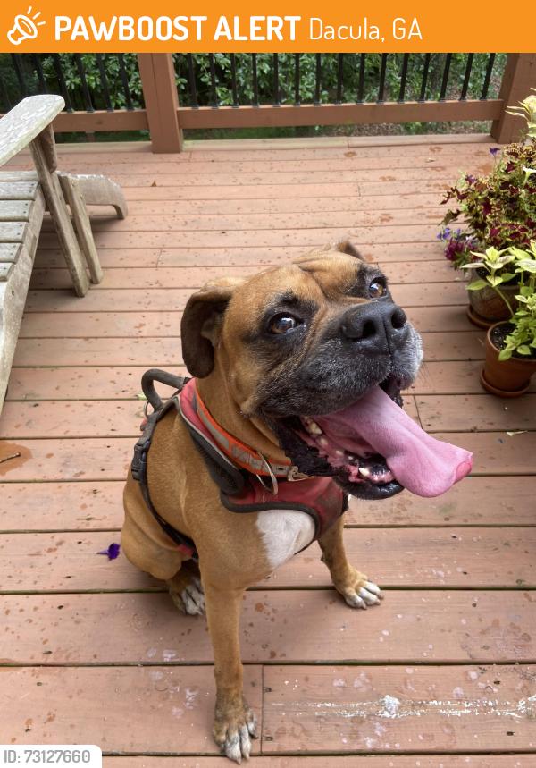 Found/Stray Male Dog last seen Roland Manor dr Dacula, Dacula, GA 30019