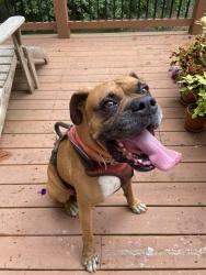 Found/Stray Male Dog last seen Roland Manor dr Dacula, Dacula, GA 30019