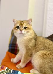 Lost Male Cat last seen Near Fairfax Blvd and Meredith Dr near Ranch Market, Fairfax, VA 22030