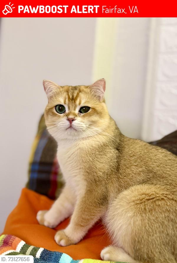 Lost Male Cat last seen Near Fairfax Blvd and Meredith Dr near Ranch Market, Fairfax, VA 22030
