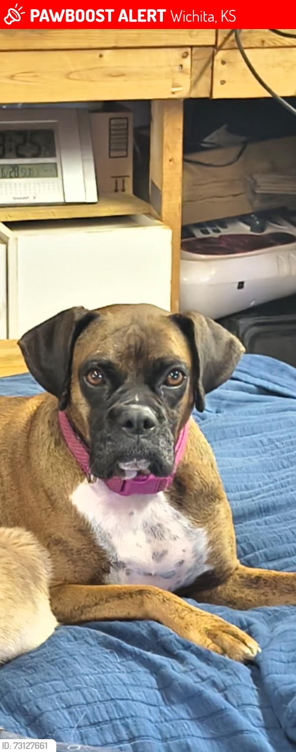 Lost Female Dog last seen 27th and amidon, Wichita, KS 67204