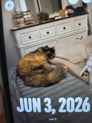 Lost Female Cat last seen Sheridan, Campbellsville, KY 42718