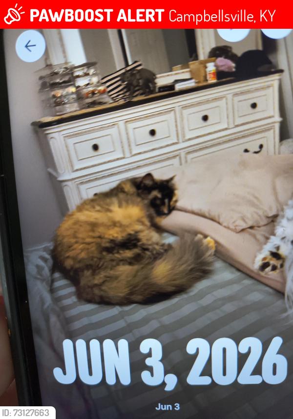 Lost Female Cat last seen Sheridan, Campbellsville, KY 42718
