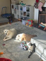 Lost Female Dog last seen State street Methodist church, Bristol, VA 24201