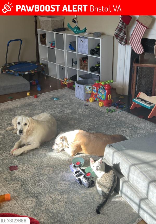 Lost Female Dog last seen State street Methodist church, Bristol, VA 24201