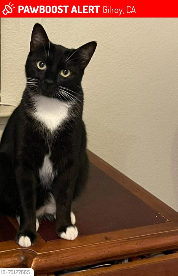 Lost Female Cat last seen Christmas hill park Gilroy, Gilroy, CA 95020