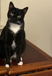 Lost Female Cat last seen Christmas hill park Gilroy, Gilroy, CA 95020