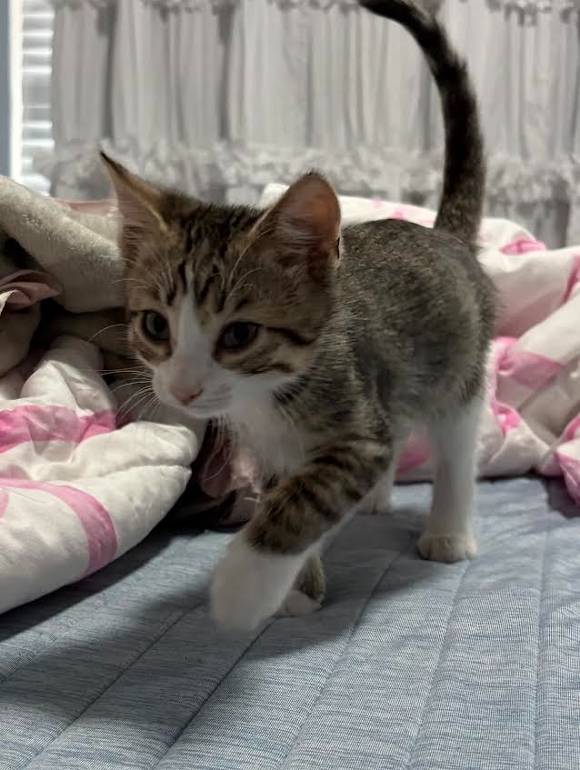 Shelter Stray Male Cat last seen Bexar County, 3353 Morningside Dr, New Braunfels, TX 78132, USA