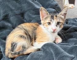 Shelter Stray Female Cat last seen Bexar County, 3353 Morningside Dr, New Braunfels, TX 78132, USA