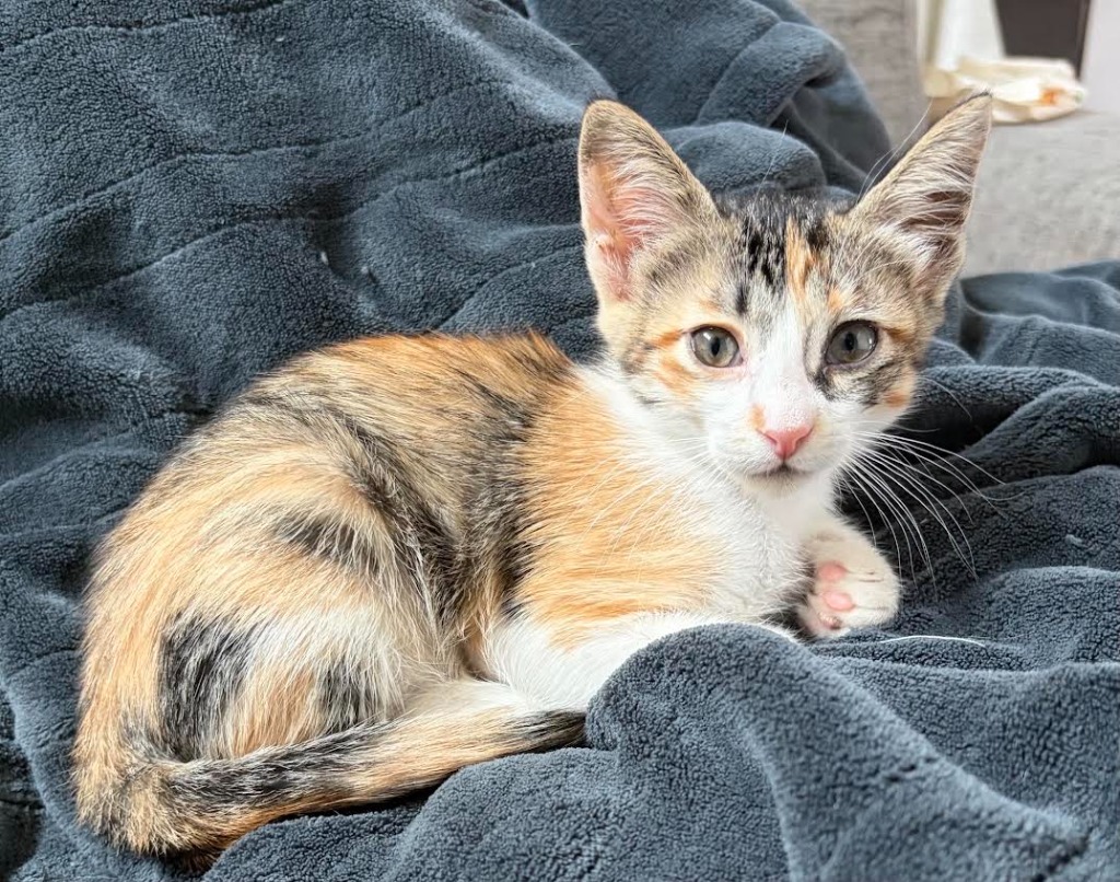 Shelter Stray Female Cat last seen Bexar County, 3353 Morningside Dr, New Braunfels, TX 78132, USA