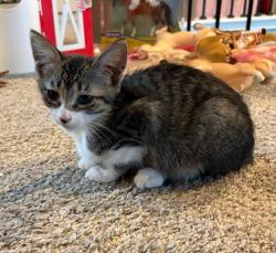 Shelter Stray Female Cat last seen Bexar County, 3353 Morningside Dr, New Braunfels, TX 78132, USA