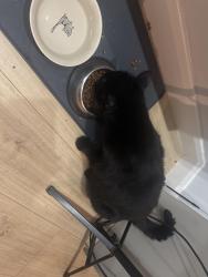 Reunited Male Cat last seen Near Welling High Street, Greater London, England 