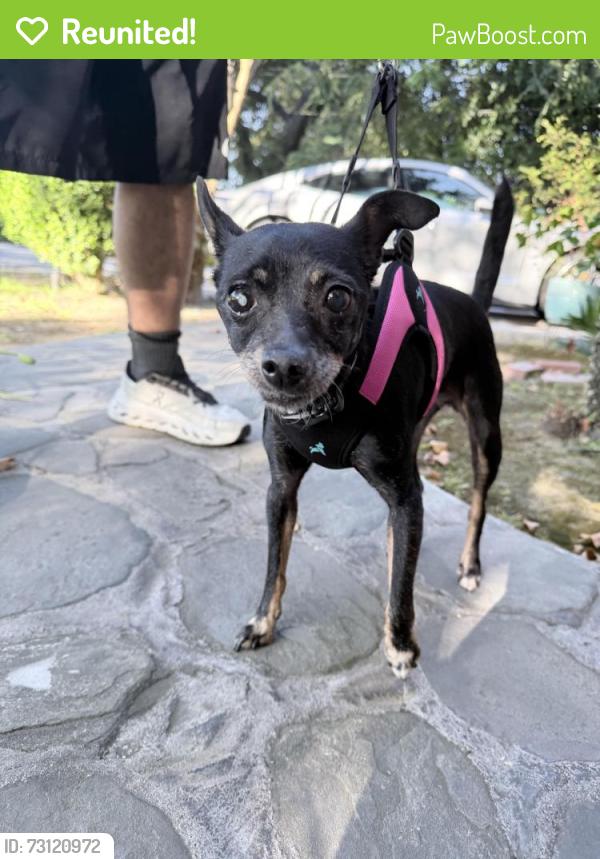 Reunited Female Dog last seen Goodrich Blvd & Whittier Blvd by the Starbucks & Target, Commerce, CA 90022