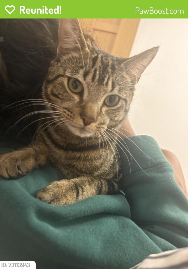 Reunited Male Cat last seen cr03na, Greater London, England CR0 3NA