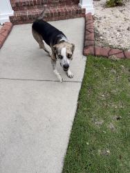 Reunited Male Dog last seen Finian Rd. And Masonboro Loop, Wilmington, NC 28409